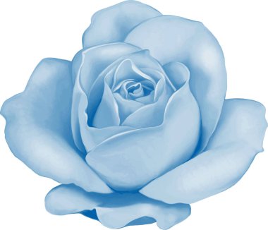 Gül çiçeği tomurcuk 