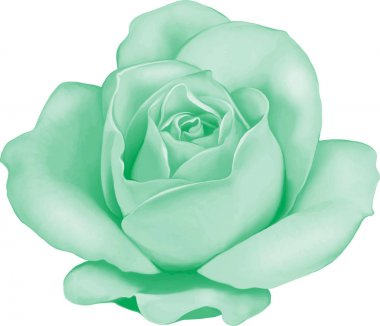 Gül çiçeği tomurcuk 