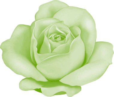 Gül çiçeği tomurcuk 