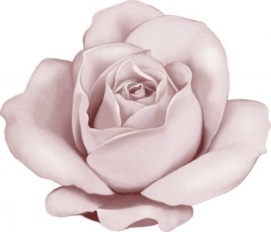 Gül çiçeği tomurcuk 