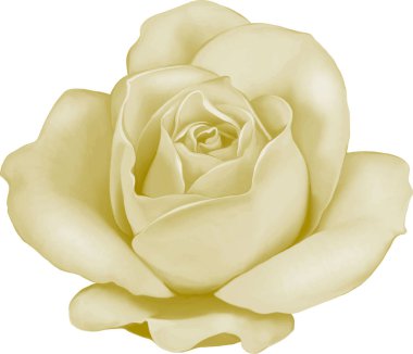 Gül çiçeği tomurcuk 