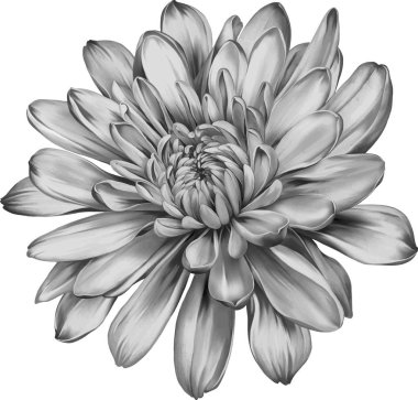 güzel Kasımpatı çiçeği