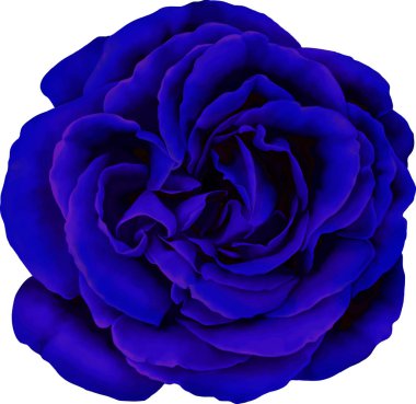 Gül çiçeği tomurcuk 