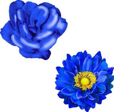 Mavi gerbera daisy ve Kamelya çiçekler