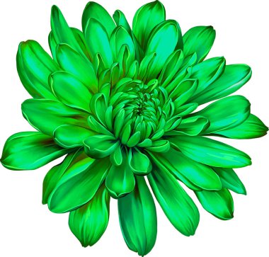 güzel Kasımpatı çiçeği