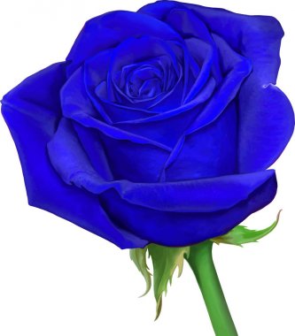 Güzel ışık Mavi gül çiçek 