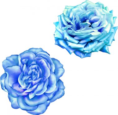 Güzel ışık Mavi gül çiçek