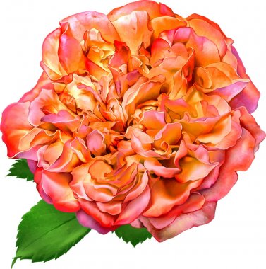 Güzel parlak turuncu gül çiçek 