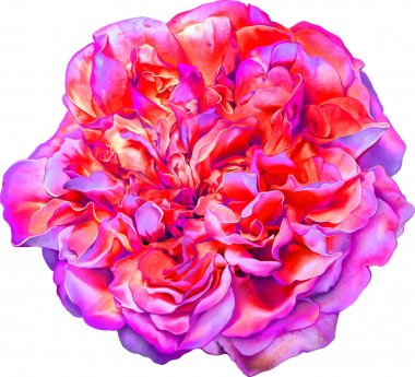 Güzel parlak pembe Gül çiçek 