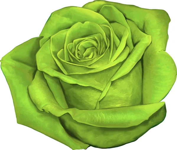 Gül çiçeği tomurcuk 