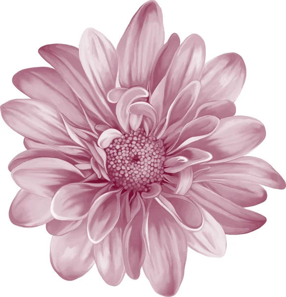 Mooie chrysant bloem — Stockfoto