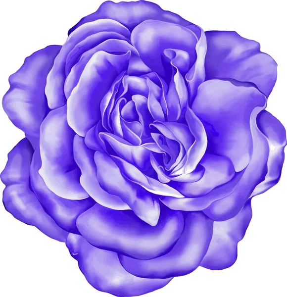 Rose Floare Bud — Fotografie, imagine de stoc
