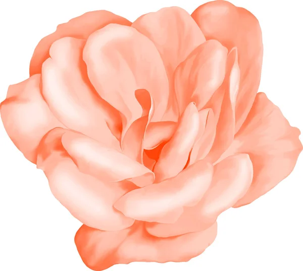 Capullo de flor rosa — Foto de Stock