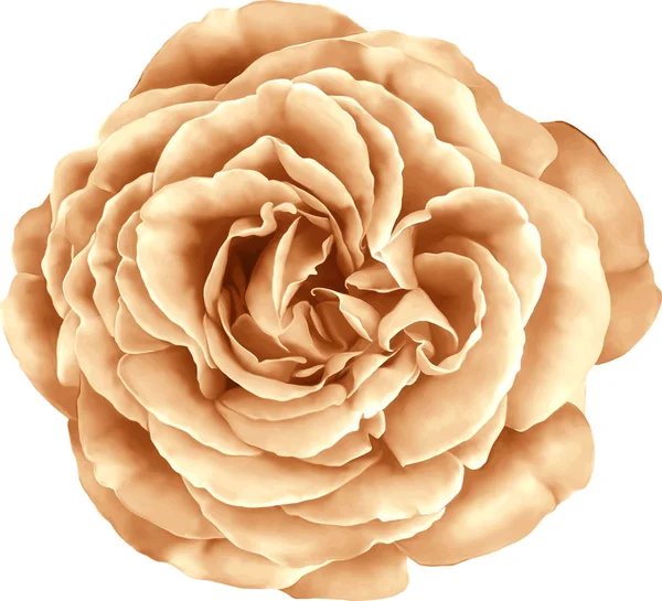 Gül çiçeği tomurcuk 