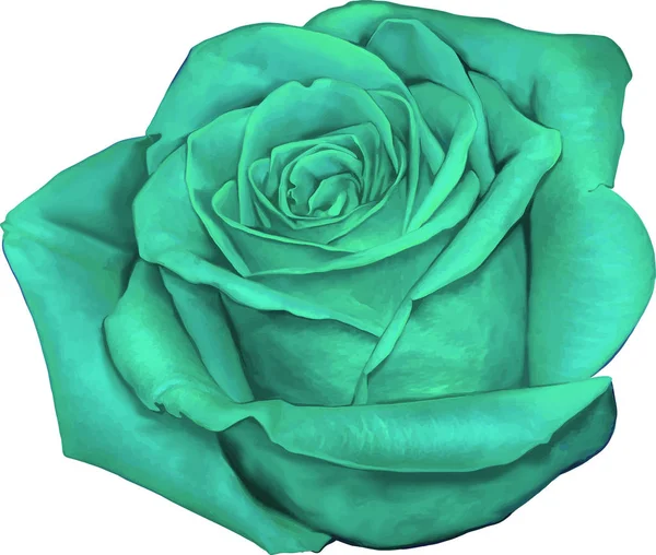 Gül çiçeği tomurcuk 