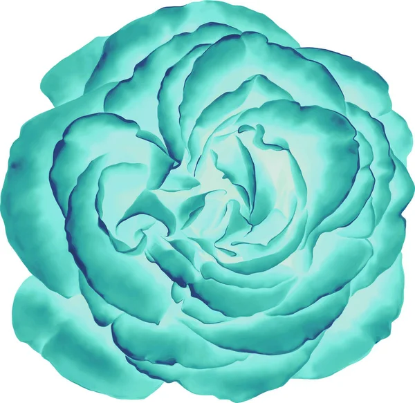 Beautiful light blue Rose Flower — Stock Photo, Image