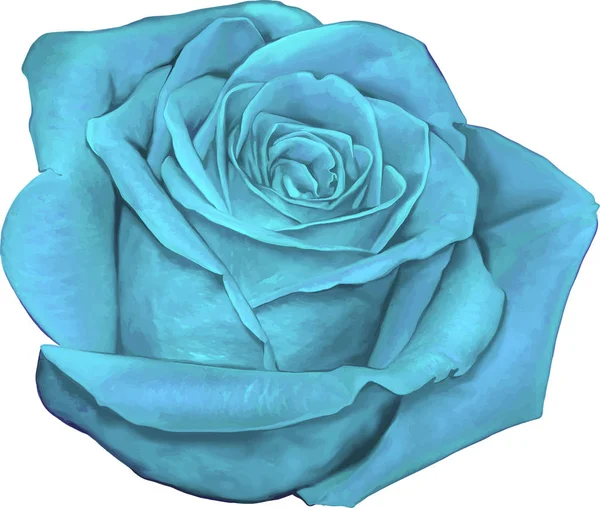 Bellissimo fiore di rosa azzurro — Foto Stock