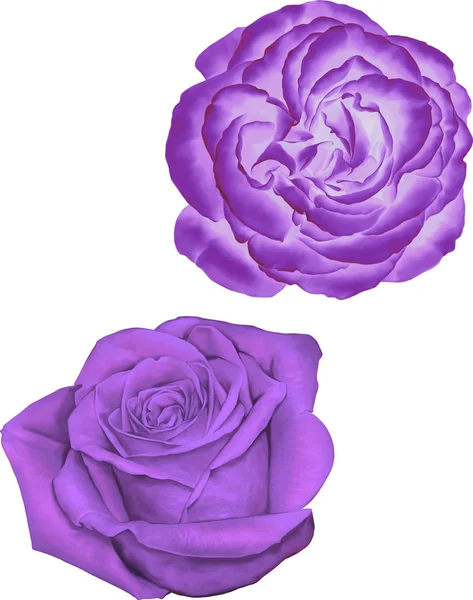 Güzel ışık Mor gül çiçek