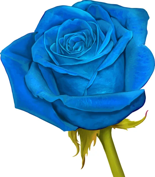 Güzel ışık Mavi gül çiçek 