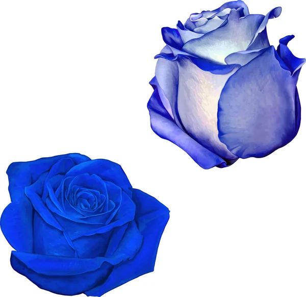Красивые красочные голубые цветы розы — стоковое фото