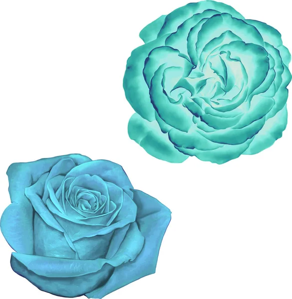 Hermosa luz azul Rose Flowers — Foto de Stock