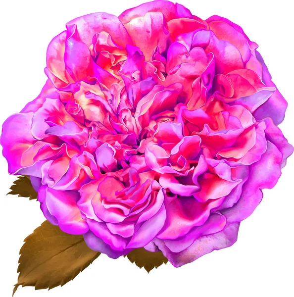 Gül çiçeği tomurcuk 