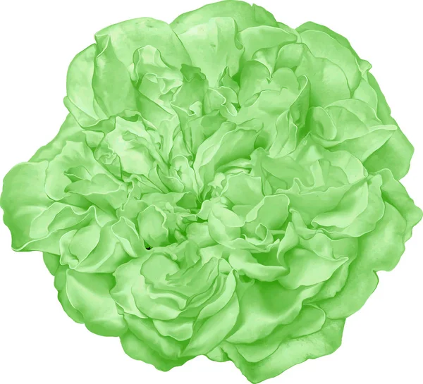 Hermosa flor rosa verde brillante — Foto de Stock