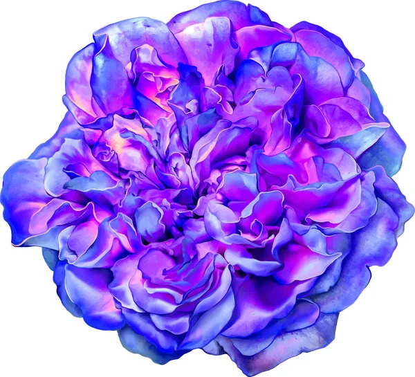 Όμορφο φωτεινό μοβ Rose Flower — Φωτογραφία Αρχείου