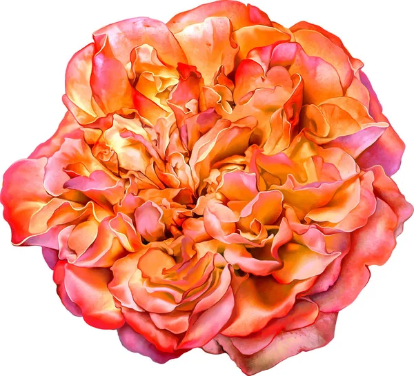 美しい明るいオレンジ色のバラの花 — ストック写真
