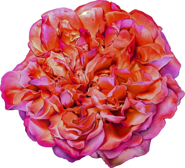 Mooie heldere rode Rose bloem — Stockfoto