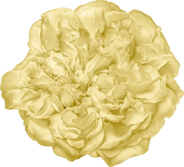 Szép fényes sárga Rózsa virág — Stock Fotó