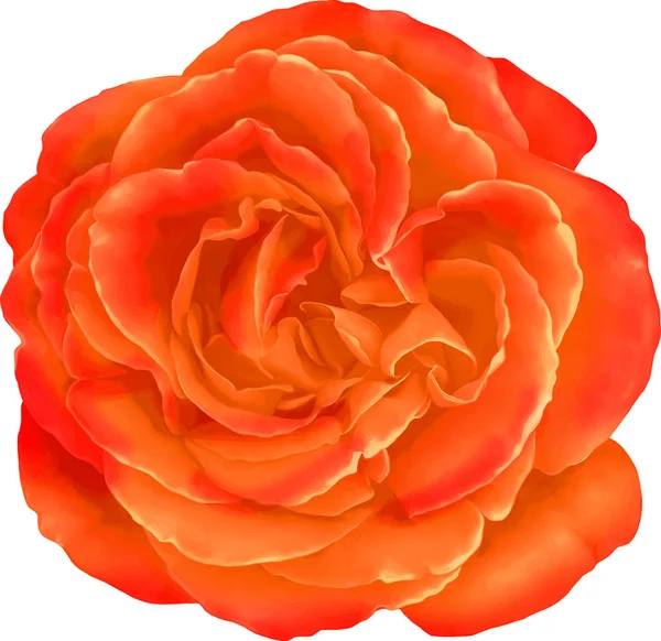 Güzel parlak turuncu gül çiçek 