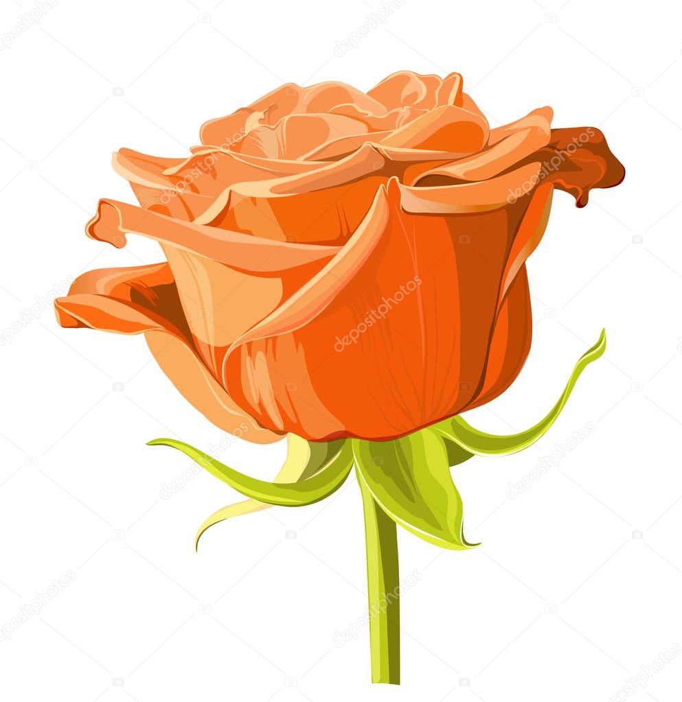 Beautiful light orange Rose Flower