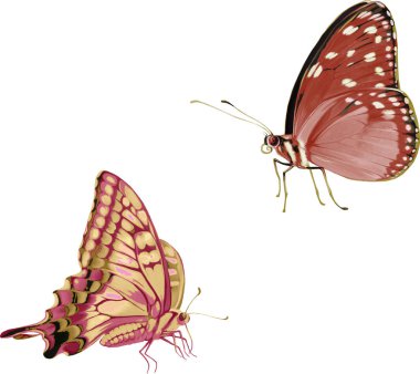 turuncu renkli kelebekler