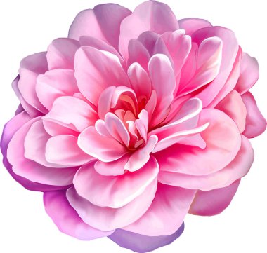 pembe kamelya çiçeği   