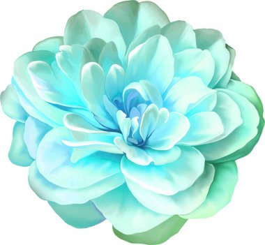 masmavi kamelya çiçeği   