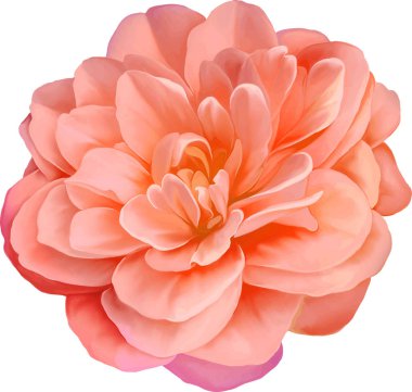 pembe kamelya çiçeği     