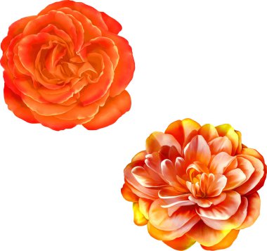 Gül çiçeği tomurcuk 