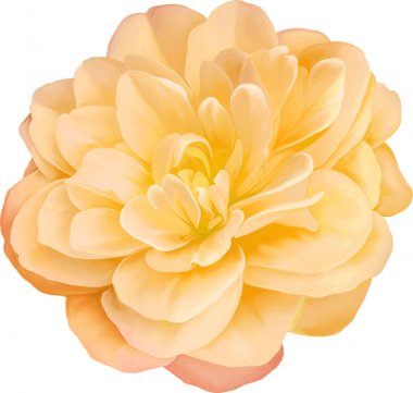 portakal kamelya çiçeği   