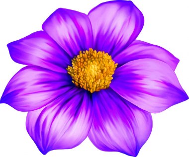 güzel dahlia çiçeği