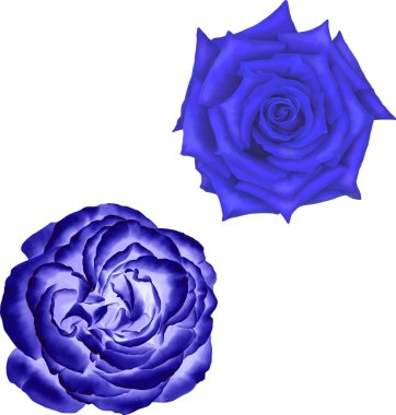 Koyu mavi gül çiçek