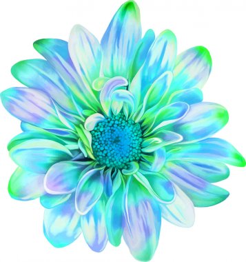 güzel Kasımpatı çiçeği