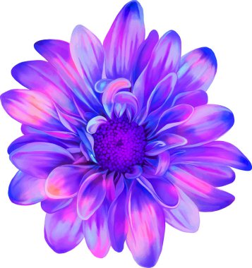 güzel Kasımpatı çiçeği