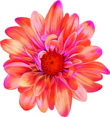 güzel Kasımpatı çiçeği