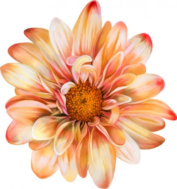 güzel Kasımpatı çiçeği