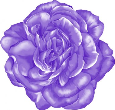 Güzel Mavi gül çiçek