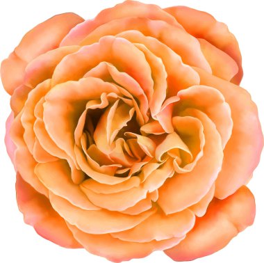 Güzel parlak pembe kırmızı gül çiçek