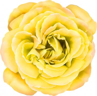 Güzel ışık Sarı Gül çiçek 