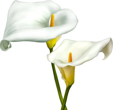 Güzel bahar çiçekleri