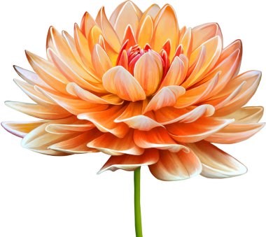 Güzel Bahar Çiçeği